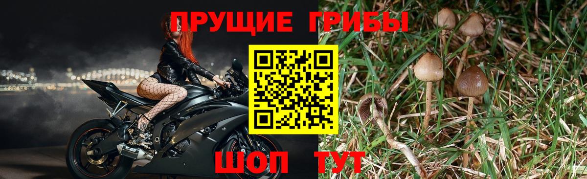 Галлюциногенные грибы MAGIC MUSHROOMS Корсаков