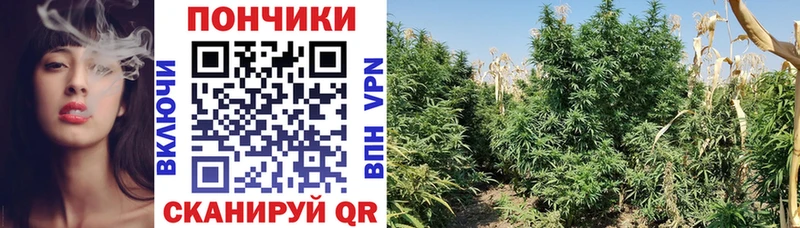 Канабис план  Корсаков 